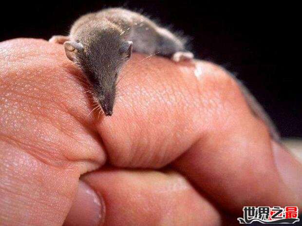 世界上最小的蝙蝠,大黄蜂蝙蝠体长2.5厘米重2克(图片)